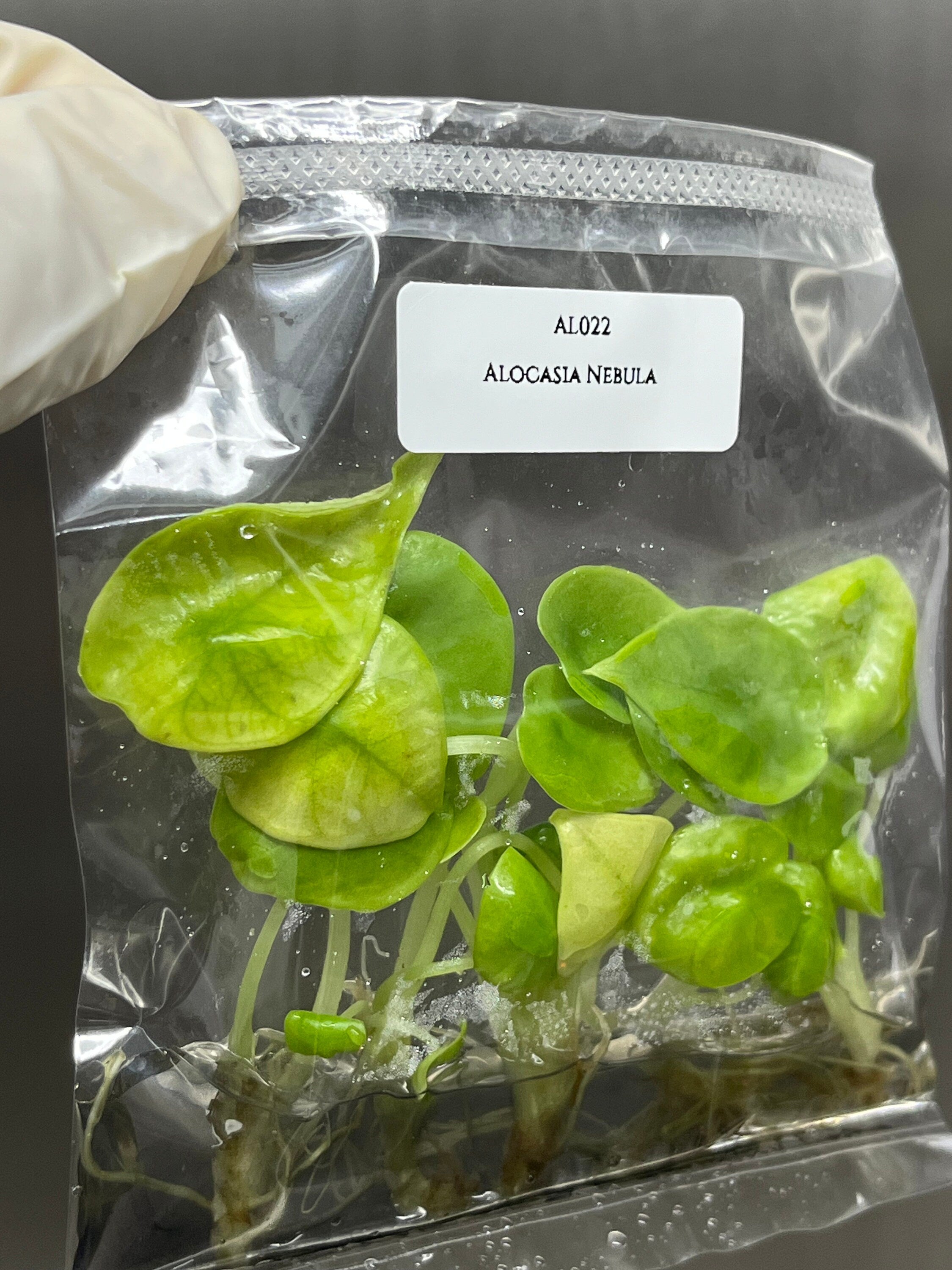 Alocasia Nebula (5 plantlets/bag) Tissue culture