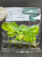 Alocasia Nebula (5 plantlets/bag) Tissue culture