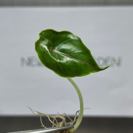 Alocasia Azlanii  Tissue Culture (5 items/bag)