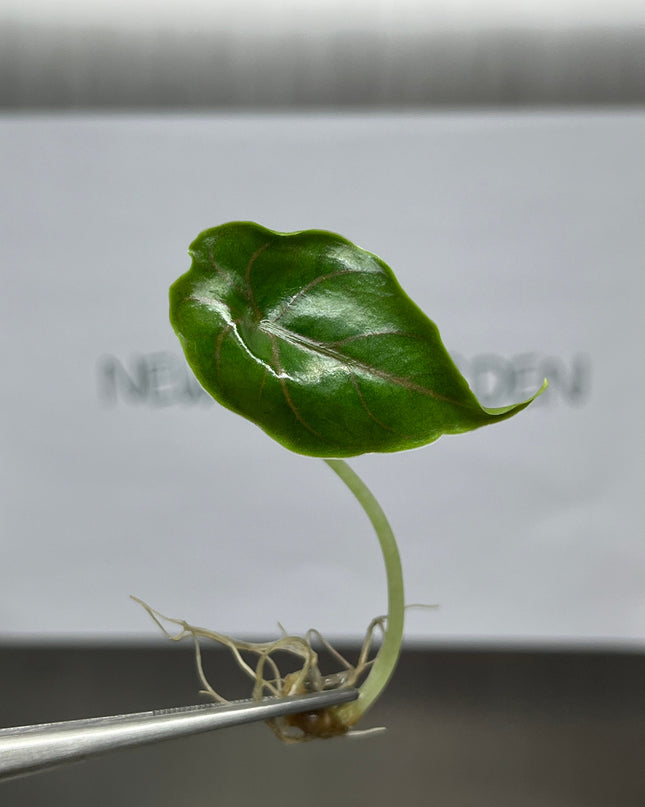 Alocasia Azlanii  Tissue Culture (5 items/bag)
