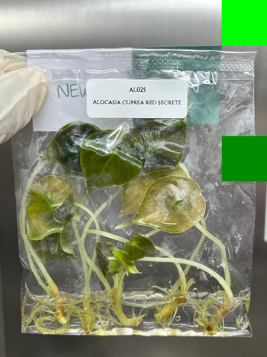 Alocasia Cuprea Red Secret  Tissue Culture (5 items/bag)