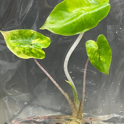 Alocasia Yucatan Princess Aurea Variegated Tissue Culture (1 item/bag)