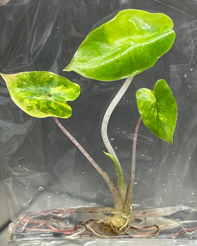 Alocasia Yucatan Princess Aurea Variegated Tissue Culture (1 item/bag)