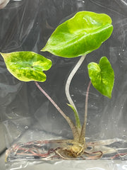 Alocasia yucatan princess Variegated (1 plantlet/bag) Tissue culture