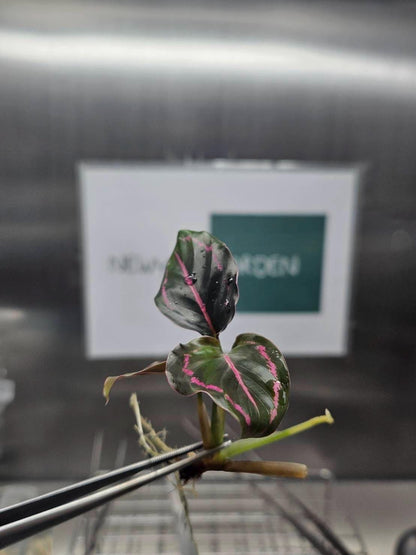 Calathea Roseopicta Tissue Culture (5 items/bags)