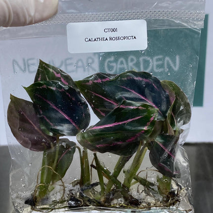 Calathea Roseopicta Tissue Culture (5 items/bags)