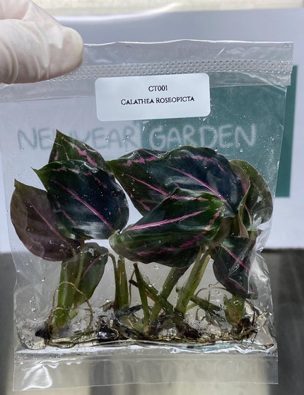 Collection image for: Calathea