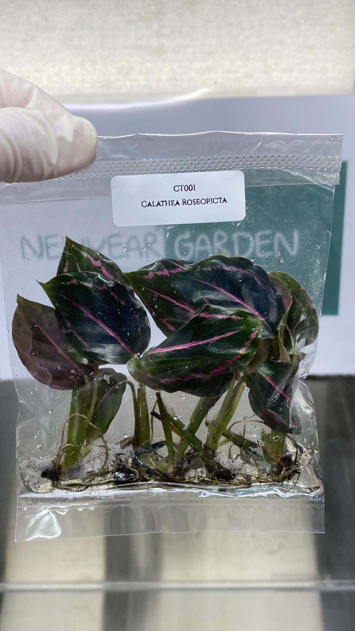 Calathea Roseopicta Tissue Culture (5 items/bags)