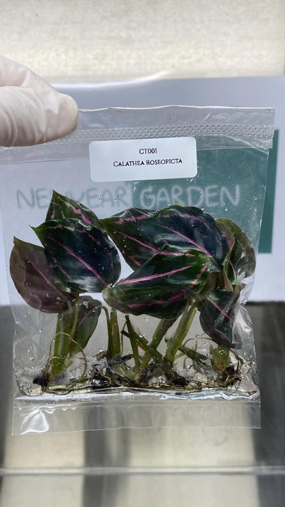 Calathea Roseopicta Tissue Culture (5 items/bags)