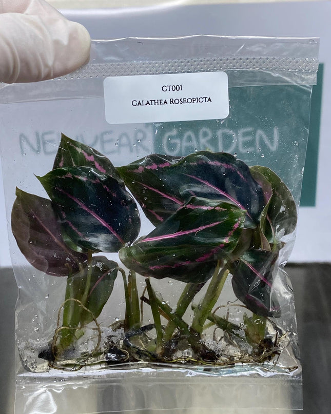 Calathea Roseopicta Tissue Culture (5 items/bags)