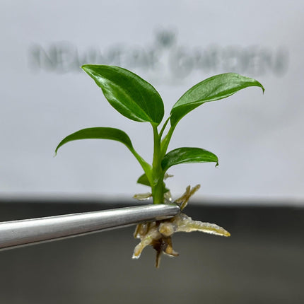 Philodendron Majestic Tissue Culture (5 items/bag)