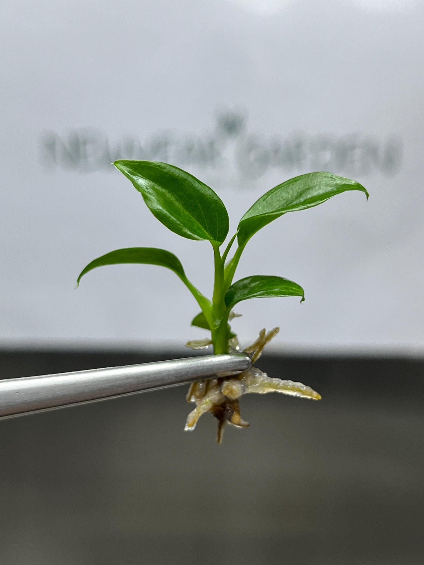 Philodendron Majestic Tissue Culture (5 items/bag)