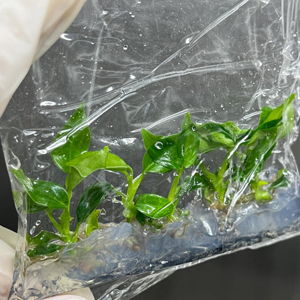 Philodendron Majestic Tissue Culture (5 items/bag)