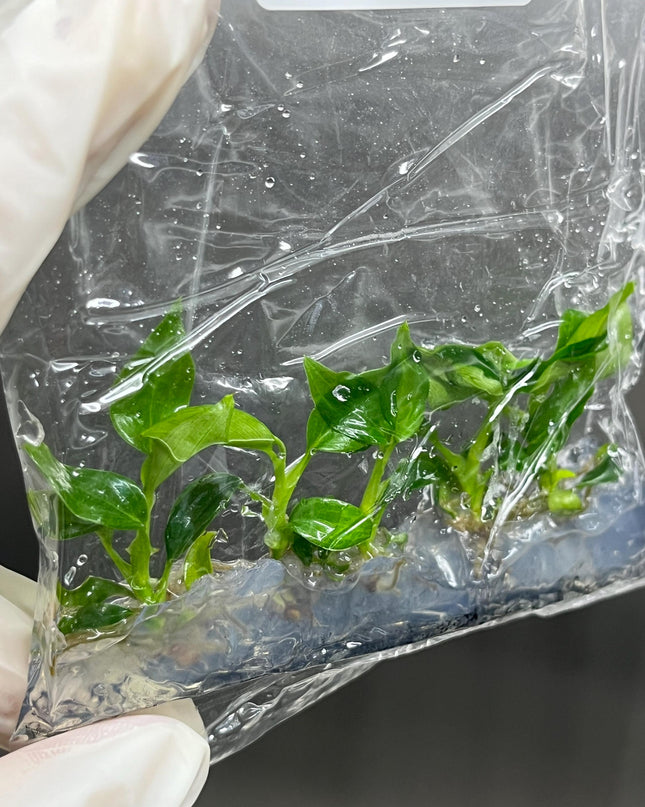 Philodendron Majestic Tissue Culture (5 items/bag)