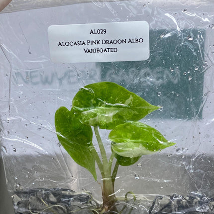 Alocasia Pink Dragon Albo Variegated Tissue Culture (1 item/bag)