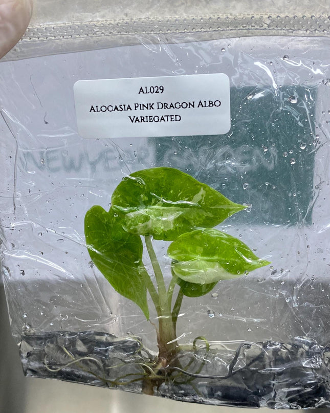 Alocasia Pink Dragon Albo Variegated Tissue Culture (1 item/bag)