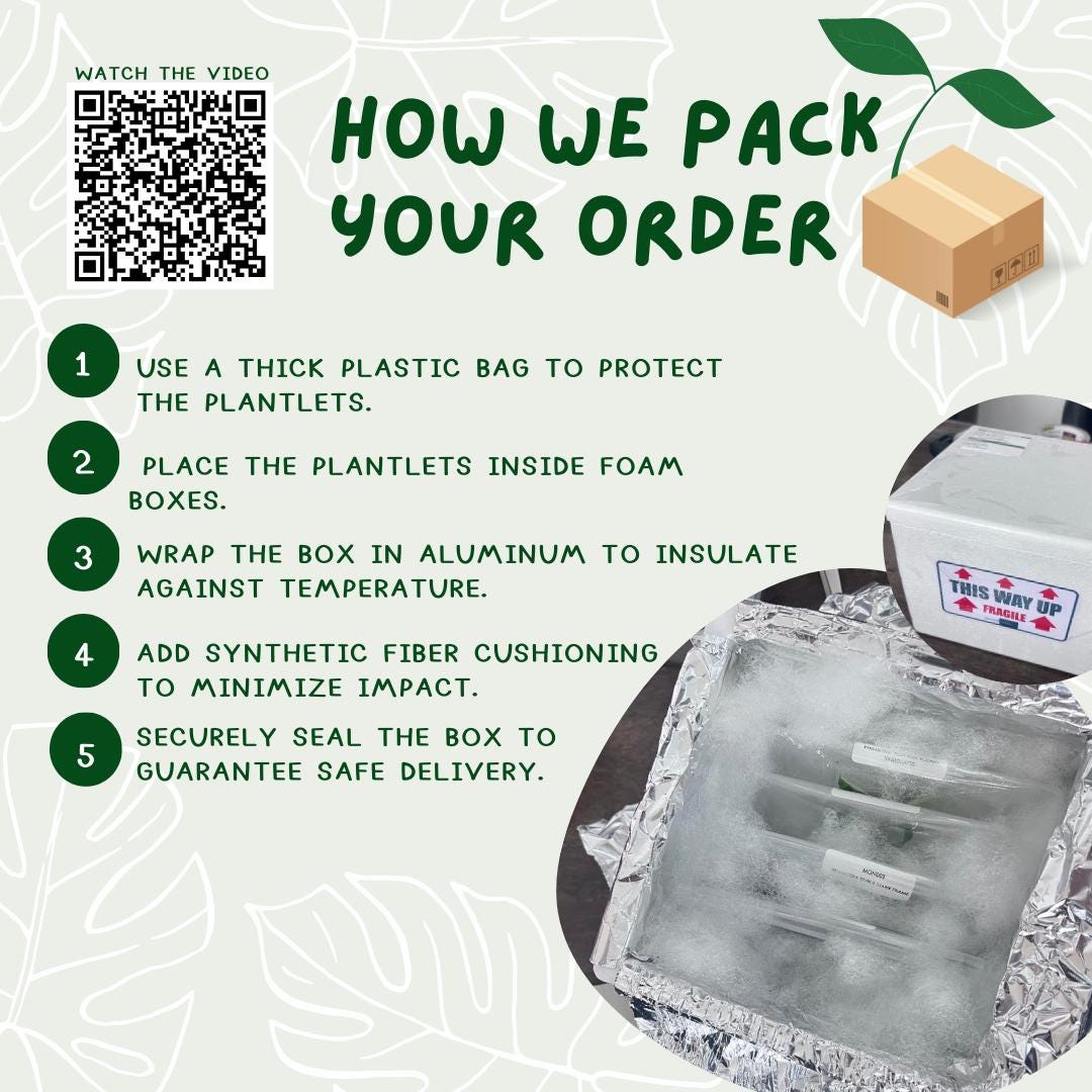 Philodendron gigas (5 plants/bag) Tissue culture