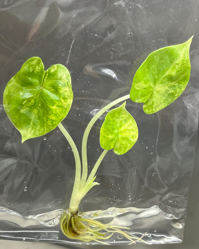 Alocasia Silver Dragon Aurea Variegated Tissue Culture (1 item/bag)