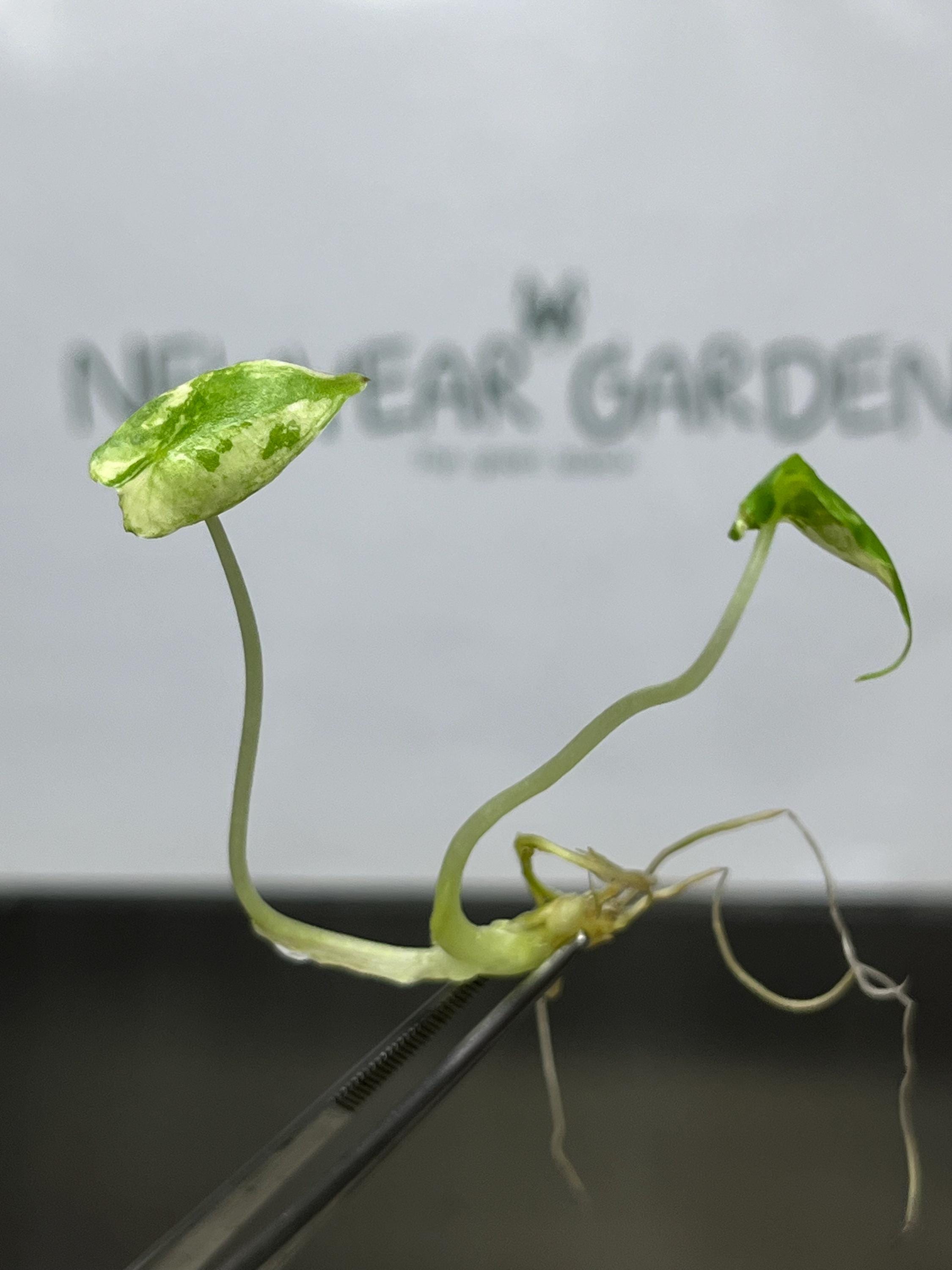 Alocasia Sarian Variegated (1 plantlet/bag) Tissue culture