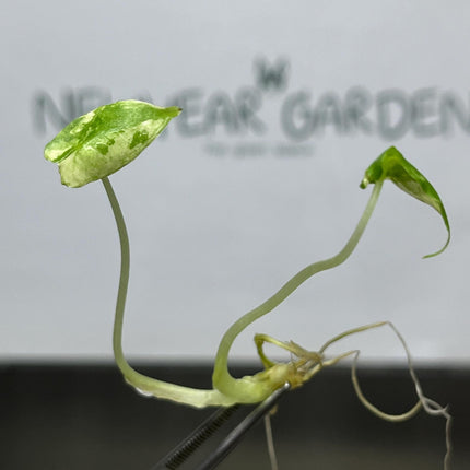 Alocasia Sarian Albo Variegated Tissue Culture (1 item/bag)