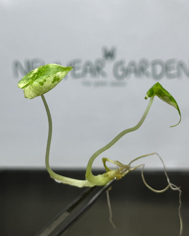 Alocasia Sarian Albo Variegated Tissue Culture (1 item/bag)