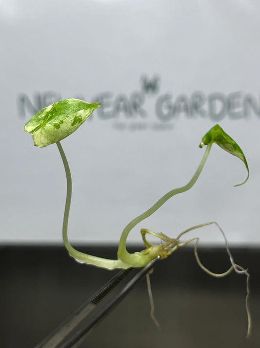 Alocasia Sarian Albo Variegated Tissue Culture (1 item/bag)