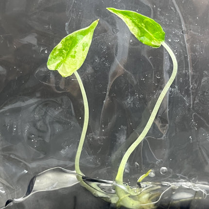 Alocasia Sarian Albo Variegated Tissue Culture (1 item/bag)