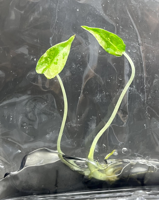 Alocasia Sarian Albo Variegated Tissue Culture (1 item/bag)