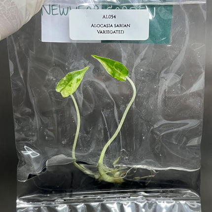 Alocasia Sarian Albo Variegated Tissue Culture (1 item/bag)