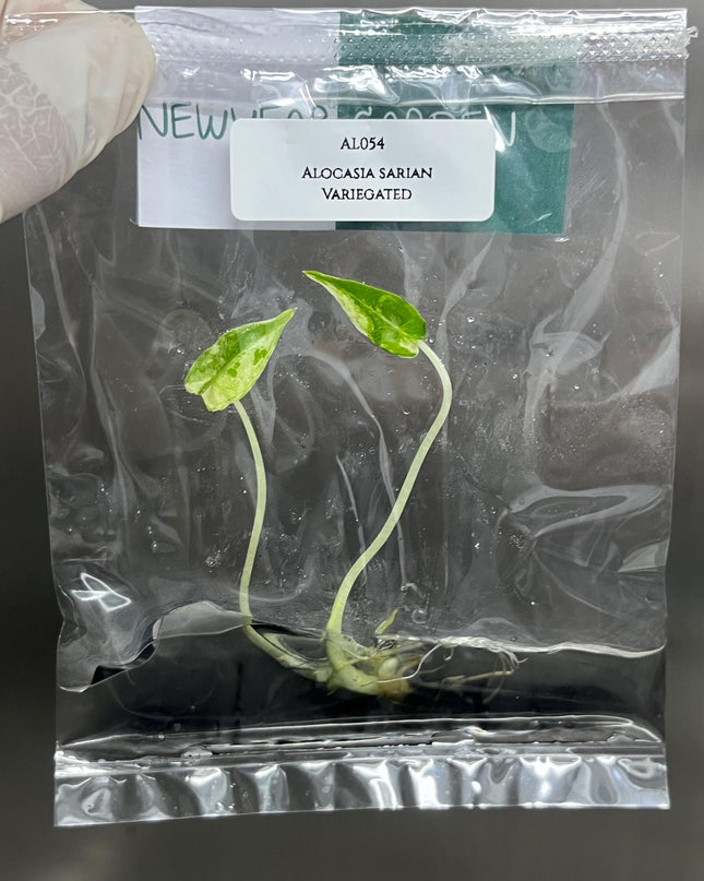 Alocasia Sarian Albo Variegated Tissue Culture (1 item/bag)