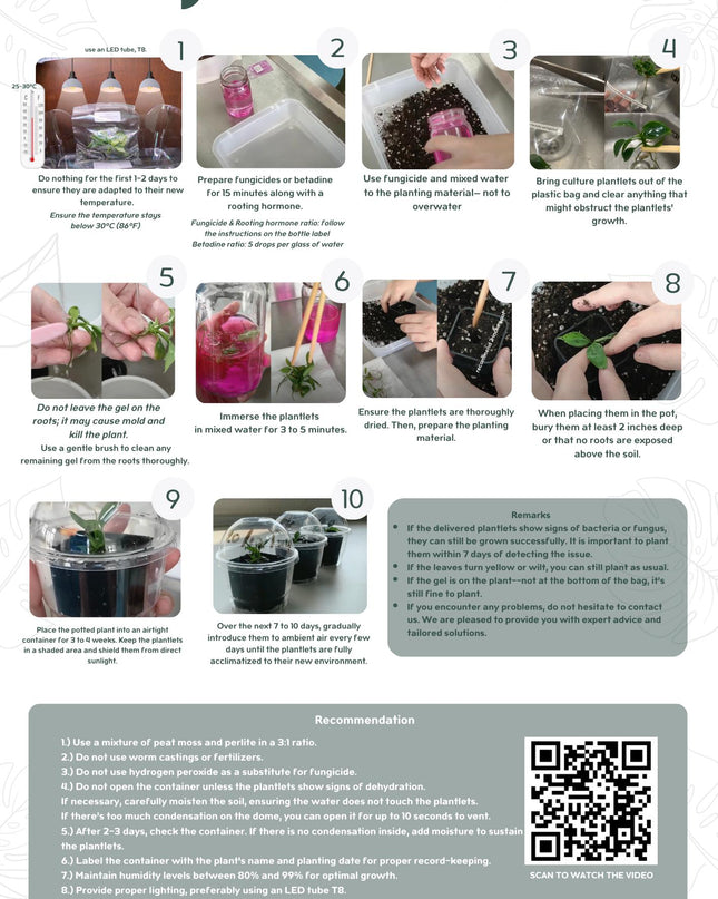 Special Set of 20 Bags of Musa Tissue Culture