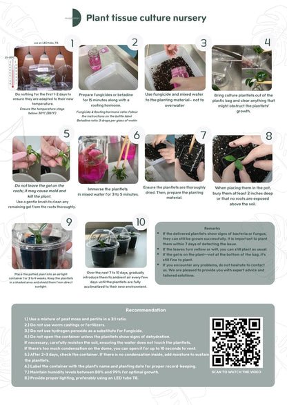 Wholesale Philodendron Red Heart Tissue Culture (25 Bags)