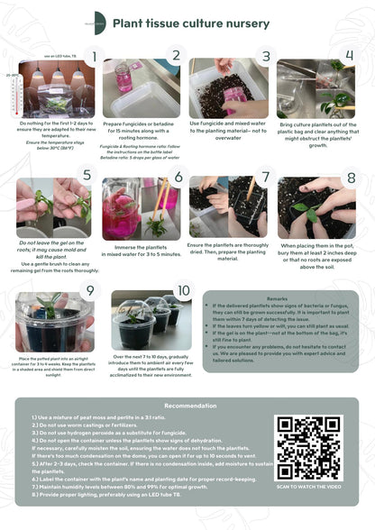 Wholesale Philodendron Ring of Fire Variegated Tissue Culture (25 Bags)