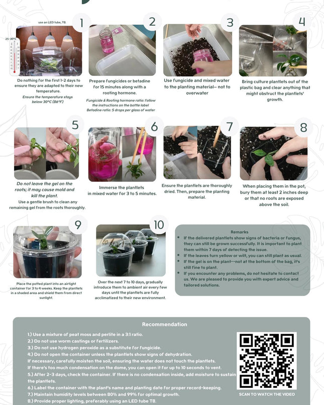 Wholesale Epipremnum Marble Tissue Culture (25 Bags)