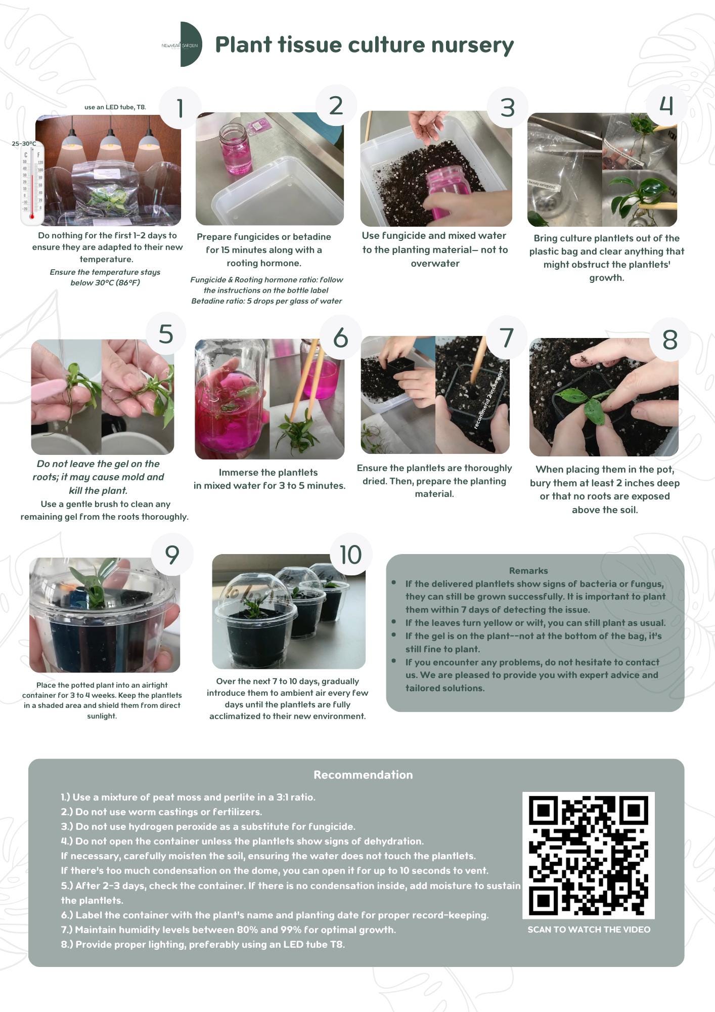 Wholesale Epipremnum Marble Tissue Culture (25 Bags)