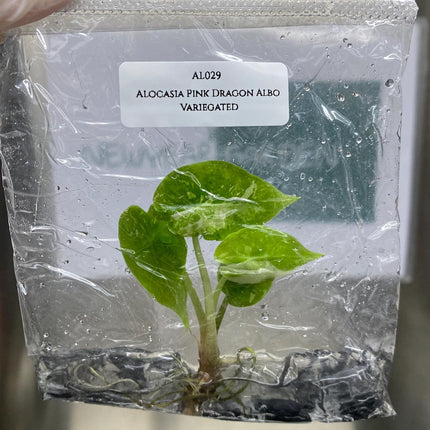 Alocasia Pink Dragon Albo Variegated Tissue Culture (1 item/bag)