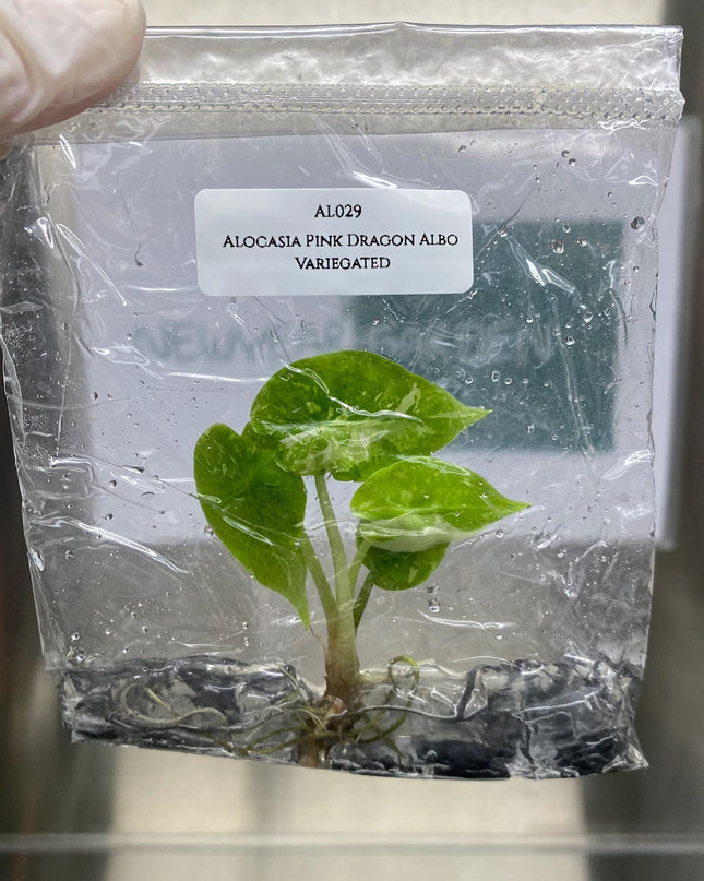 Alocasia Pink Dragon Albo Variegated Tissue Culture (1 item/bag)