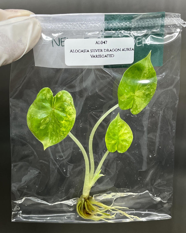 Alocasia Silver Dragon Aurea Variegated Tissue Culture (1 item/bag)