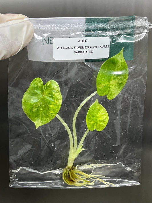 Alocasia Silver Dragon Aurea Variegated Tissue Culture (1 item/bag)