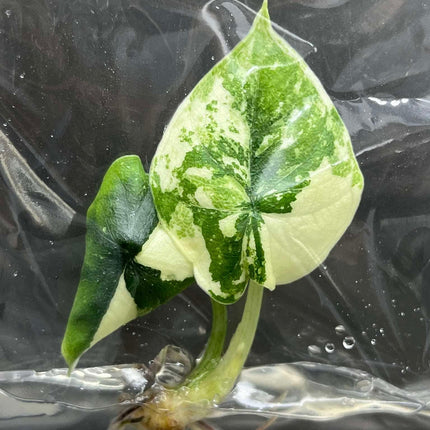 Alocasia Melo Albo Variegated Tissue Culture (1 item/bag)