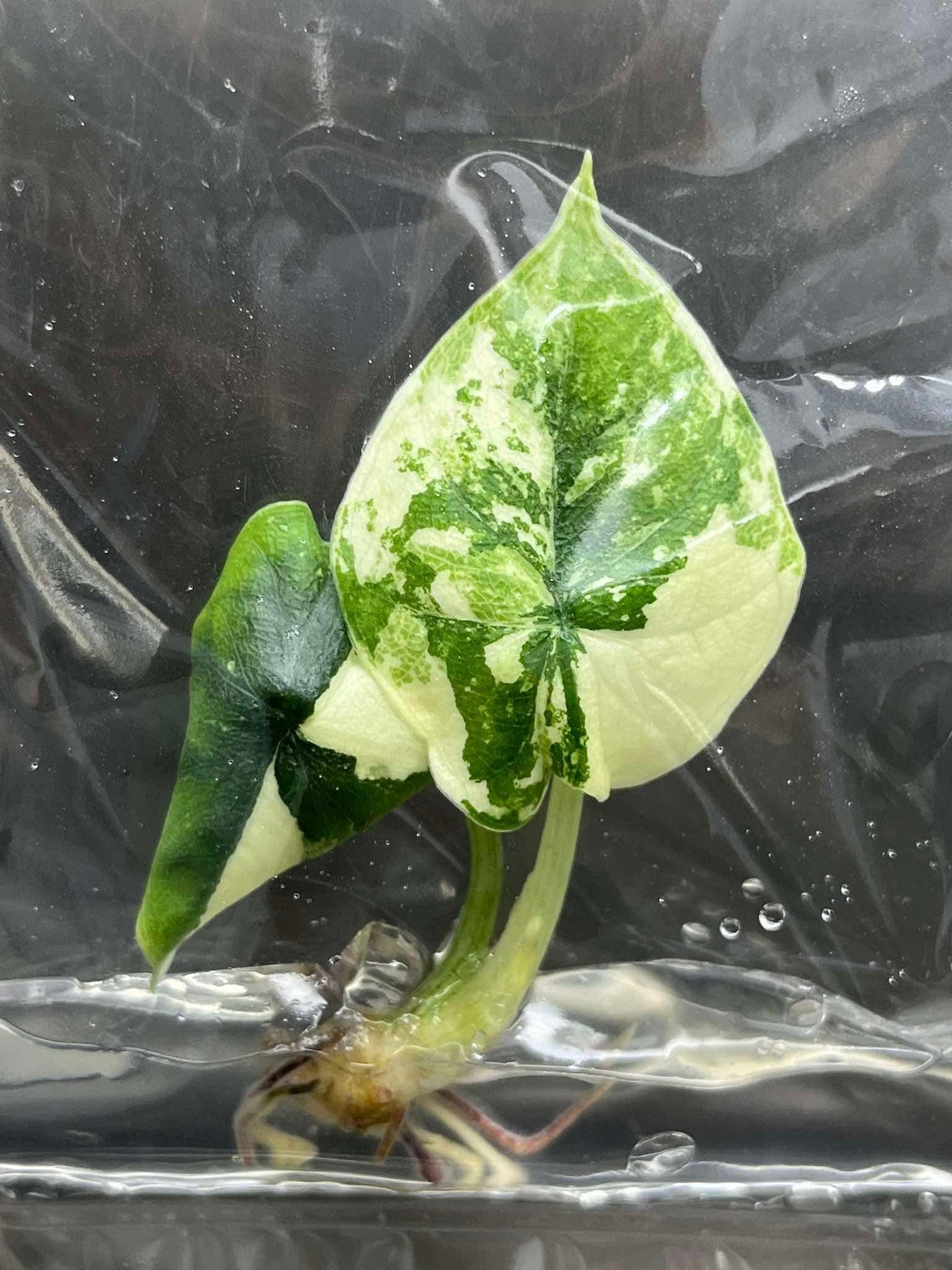 Alocasia Melo Albo Variegated Tissue Culture (1 item/bag)