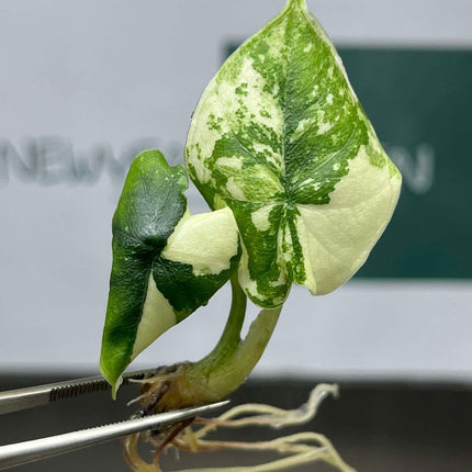 Alocasia Melo Albo Variegated Tissue Culture (1 item/bag)