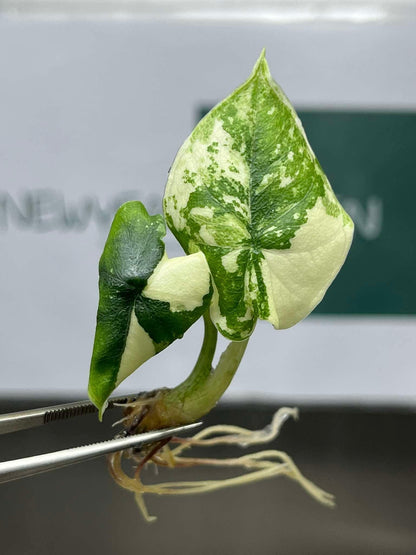 Alocasia Melo Albo Variegated Tissue Culture (1 item/bag)