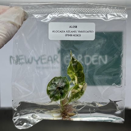 Alocasia Azlanii Variegated (Pink-Albo) Tissue Culture (1 plant/bag)