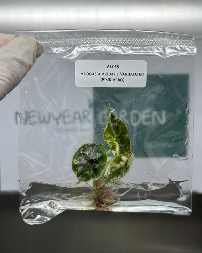 Alocasia Azlanii Variegated (Pink-Albo) Tissue Culture (1 plant/bag)