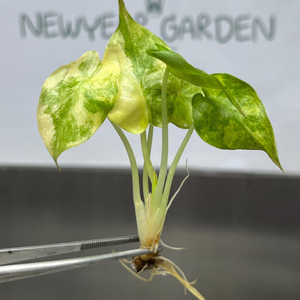 Alocasia Wentii Aurea Variegated Tissue Culture (1 item/bag)