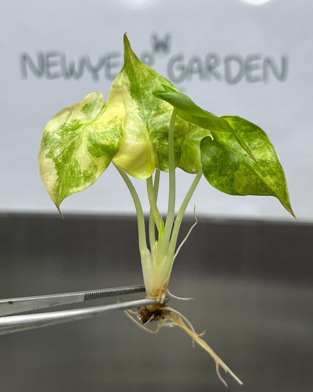 Alocasia Wentii Aurea Variegated Tissue Culture (1 item/bag)