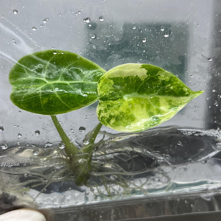 Alocasia Watsoniana Pink Variegated Tissue Culture (1 item/bag)