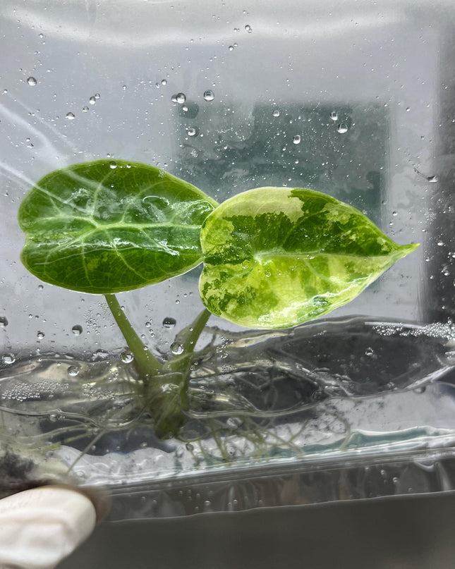Alocasia Watsoniana Pink Variegated Tissue Culture (1 item/bag)