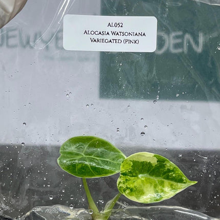 Alocasia Watsoniana Pink Variegated Tissue Culture (1 item/bag)